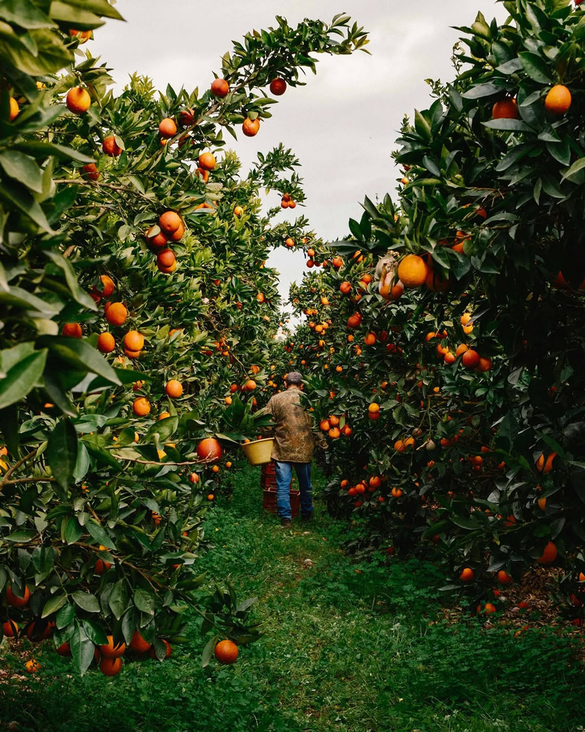Sustainable orchard activity