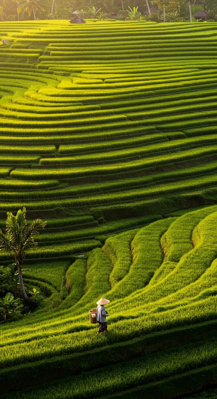 Terraced agricultural landscape